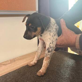 Rescue Australian Cattle Dog Blue Heeler and Rat Terrier Dogs for Adoption in Partlow, Virginia - Nova | PetCurious