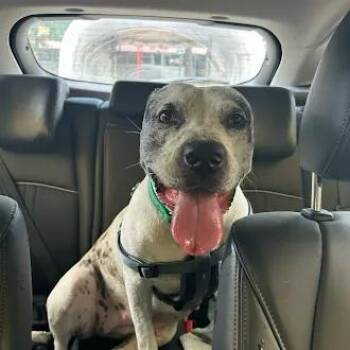 Bellas -  Pit Bull Terrier Dog for Adoption in Austin, Texas - Bellas | PetCurious