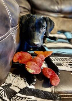 Rescue Labrador Retriever Dogs for Adoption in Tulsa, Oklahoma - Wiley | PetCurious