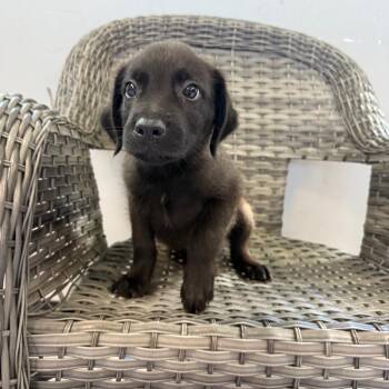 Mike -  Mixed Breed Dog for Adoption in Ponca City, Oklahoma - Mike | PetCurious