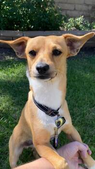 Nikko -  Chihuahua Dog for Adoption in Orange, California - Nikko | PetCurious