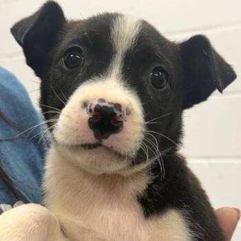 Candy -  Border Collie Dog for Adoption in Copiague, New York - Candy | PetCurious