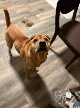 Rescue Shar Pei Dogs for Adoption in Fort Collins, Colorado - Bubba | PetCurious