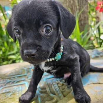 McBolt -  Chiweenie Dog for Adoption in Houston, Texas - McBolt | PetCurious