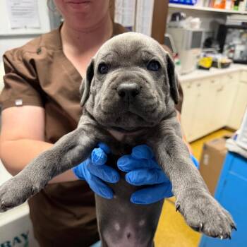 Cortado4 -  Cane Corso Dog for Adoption in Wahiawa, Hawaii - Cortado4 | PetCurious