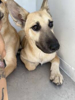 Roo -  Shepherd Dog for Adoption in Victorville, California - Roo | PetCurious
