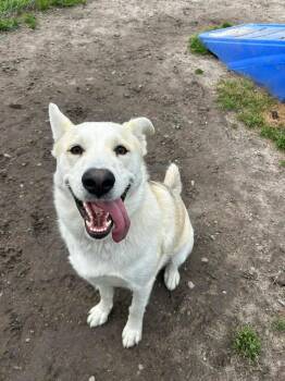 Husky Dogs Available for Adoption - Ozzy | PetCurious