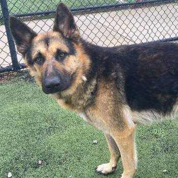 ButterBean -  Mixed Breed Dog for Adoption in Memphis, Tennessee - ButterBean | PetCurious