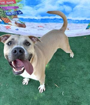 Rescue Pit Bull Terrier Dogs for Adoption in Eagle, Idaho - Lobo **Courtesy Post. Out Of Town Pet. See Below For Details** | PetCurious