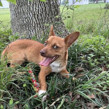 Chihuahua and Terrier Dogs Available for Adoption - Dusty *Arriving 5/16* D11126 | PetCurious