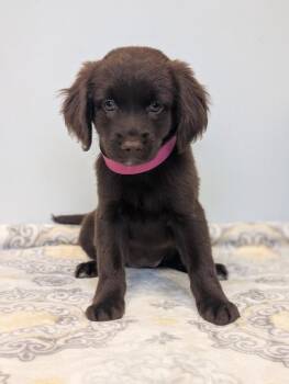 Kelly -  Boykin Spaniel and Golden Retriever Dog for Adoption in Aiken, South Carolina - Kelly | PetCurious