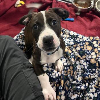 Badger -  Pit Bull Terrier and Mixed Breed Dog for Adoption in Binghamton, New York - Badger | PetCurious