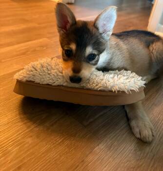 Siberian Husky Dogs Available for Adoption in San Rafael, California - Kaya | PetCurious