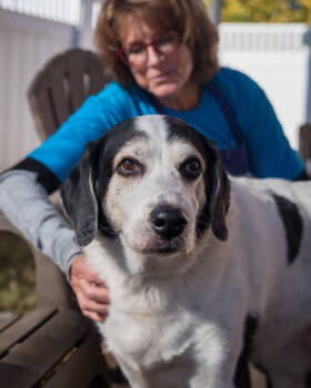 Rescue Mixed Breed Dogs for Adoption in Chamblee, Georgia - Centaur | PetCurious