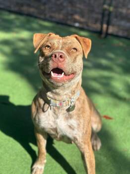 American Bulldog and Terrier Dogs Available for Adoption - Autumn | PetCurious