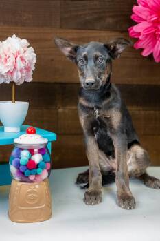 489-26 -  Retriever Dog for Adoption in Brighton, Colorado - 489-26 | PetCurious