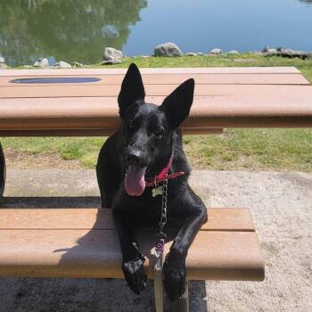 Rescue German Shepherd Dog Dogs for Adoption in Los Angeles, California - Bella~ High Drive And Intelligent | PetCurious