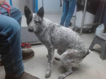 Australian Cattle Dog Blue Heeler and Mixed Breed Dogs Available for Adoption - CREEK | PetCurious