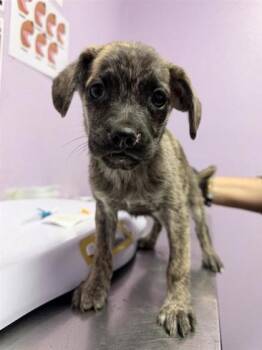 61246384 -  Mixed Breed Dog for Adoption in El Paso, Texas - 61246384 | PetCurious