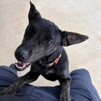 Cuddles -  Mixed Breed Dog for Adoption in Llano, Texas - Cuddles | PetCurious