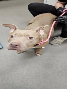 Rescue Pit Bull Terrier Dogs for Adoption in Hagerstown, Maryland - HAZEL | PetCurious