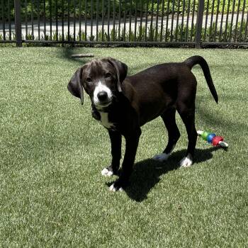 Labrador Retriever Dogs Available for Adoption in Hatfield, Pennsylvania - Jasmine | PetCurious