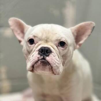 Bulldog Dogs Available for Adoption in Sacramento, California - Bartok The Magnificent  | PetCurious