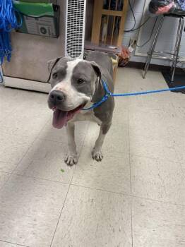 Pit Bull Terrier Dogs Available for Adoption in Stockton, California - PATCH | PetCurious