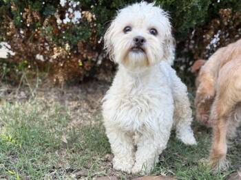 Maltese and Poodle Dogs Available for Adoption in Richmond, Texas - Gus | PetCurious