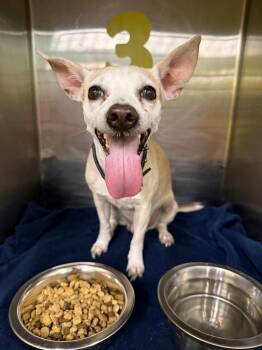 Chihuahua and Mixed Breed Dogs Available for Adoption in Rockport, Texas - Odie | PetCurious