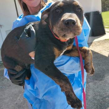 Rottweiler and Mixed Breed Dogs Available for Adoption - Ridge 8396 | PetCurious