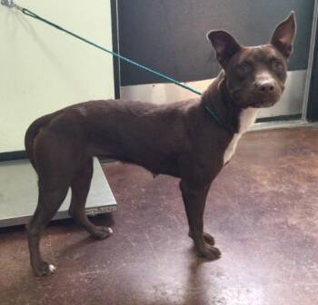 Rescue Pit Bull Terrier Dogs for Adoption in Thousand Palms, California - SHASTA | PetCurious