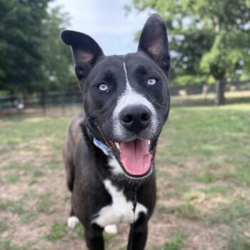 Chai -  Husky and Mixed Breed Dog for Adoption in Fayetteville, Arkansas - Chai | PetCurious