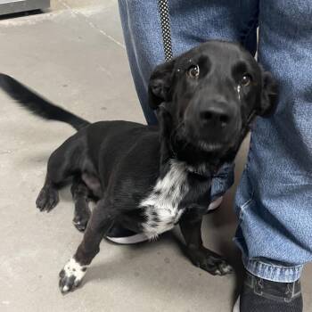 Shark -  Black Labrador Retriever Dog for Adoption in Yuma, Arizona - Shark | PetCurious
