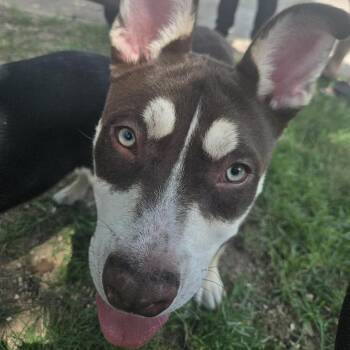 Thor -  Husky and Pit Bull Terrier Dog for Adoption in Austin, Texas - Thor | PetCurious