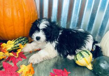 Shih Tzu and Miniature Poodle Dogs Available for Adoption - Bleu | PetCurious