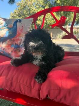 Curly Joe -  Goldendoodle Dog for Adoption in Temecula, California - Curly Joe | PetCurious