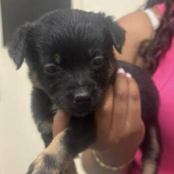 Cal -  Cattle Dog and Mixed Breed Dog for Adoption in Briarcliff Manor, New York - Cal | PetCurious