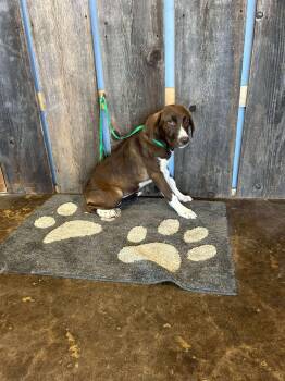 Rescue Basset Hound Dogs for Adoption in New Berlin, Wisconsin - Hilda $425 | PetCurious