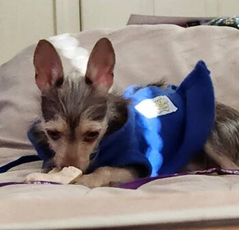 Rescue Chihuahua Dogs for Adoption in Albuquerque, New Mexico - Taco | PetCurious