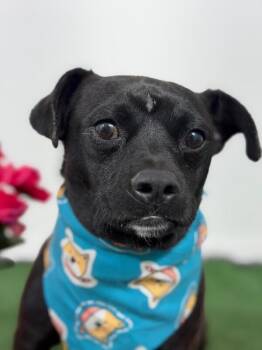Willy-One of our Amazing Rescue Dogs -  Pug and Chihuahua Dog for Adoption in Carlsbad, California - Willy-One Of Our Amazing Rescue Dogs | PetCurious