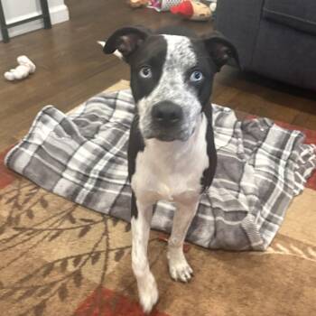 Australian Cattle Dog Blue Heeler and Labrador Retriever Dogs Available for Adoption in Carmel Hamlet, New York - Noah (Mabel