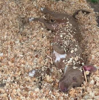 Judson -  Labrador Retriever Dog for Adoption in Troy, Alabama - Judson | PetCurious