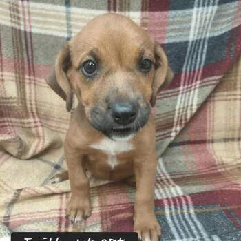 Faith -  Hound Dog for Adoption in New Tazewell, Tennessee - Faith | PetCurious