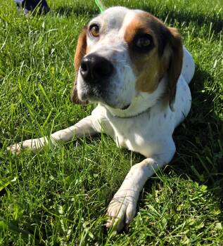 Butters -  Beagle Dog for Adoption in Valparaiso, Indiana - Butters | PetCurious