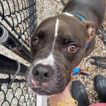 Rascal -  Mixed Breed Dog for Adoption in West Palm Beach, Florida - Rascal | PetCurious