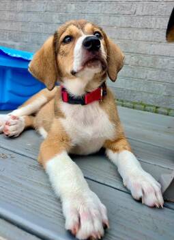 Dasher -  Beagle and Hound Dog for Adoption in Princeton, Massachusetts - Dasher | PetCurious