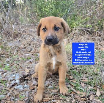 Australian Shepherd Dogs Available for Adoption - Play-Doh | PetCurious