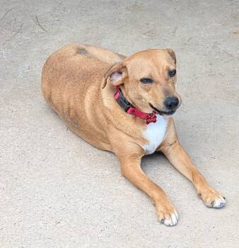 Labrador Retriever and Boxer Dogs Available for Adoption in Watertown, Connecticut - Peaches | PetCurious