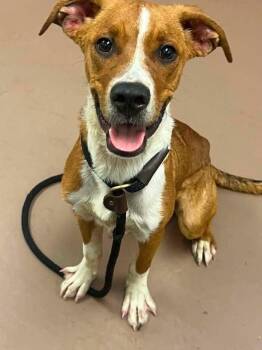 Forrest -  Pit Bull Terrier Dog for Adoption in Chicago, Illinois - Forrest | PetCurious
